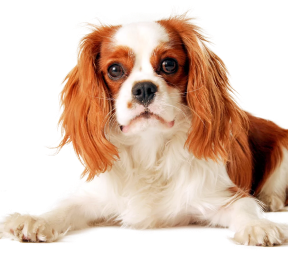 Decorative Dog Image