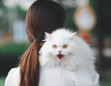 Cat boarding comfort