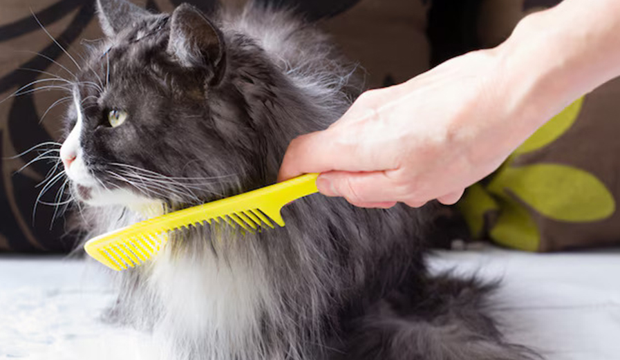 cat grooming