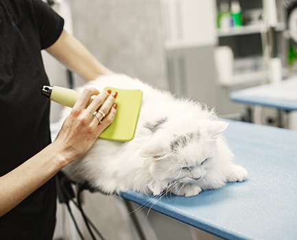 cat grooming